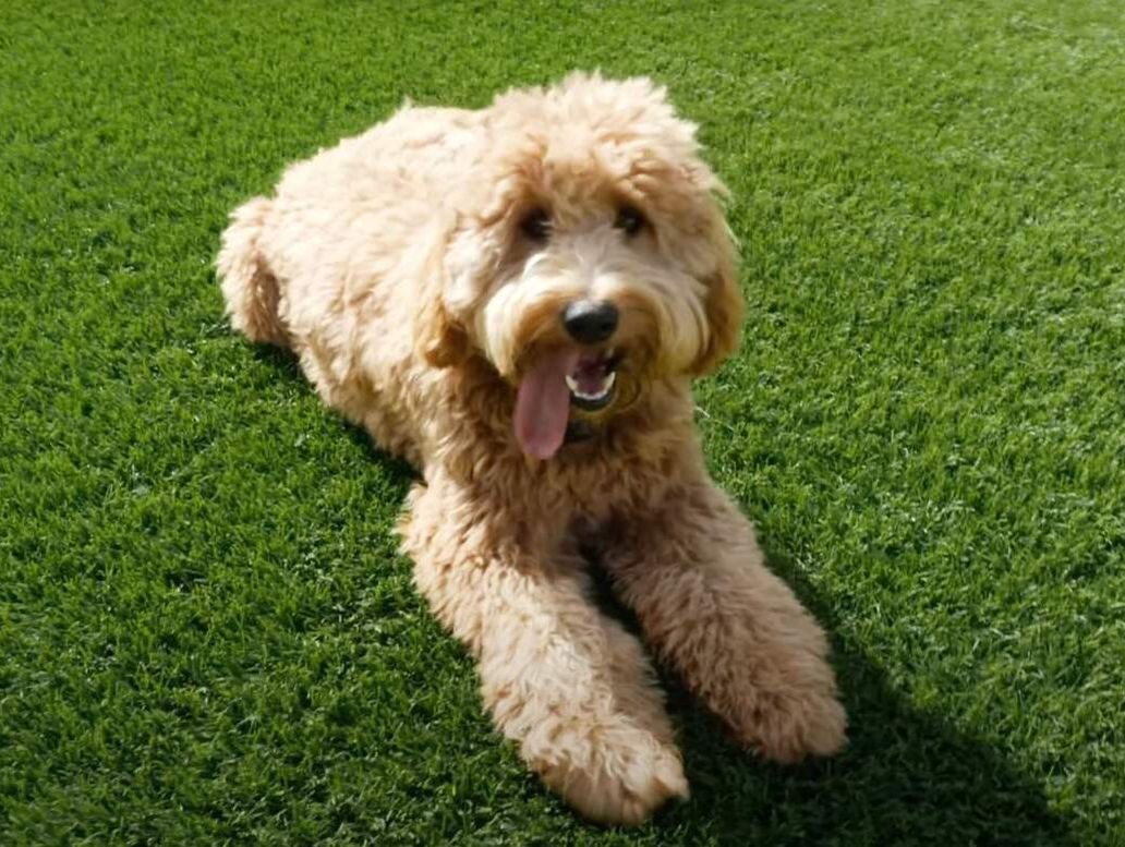 golden doodle dog laying on fake grass